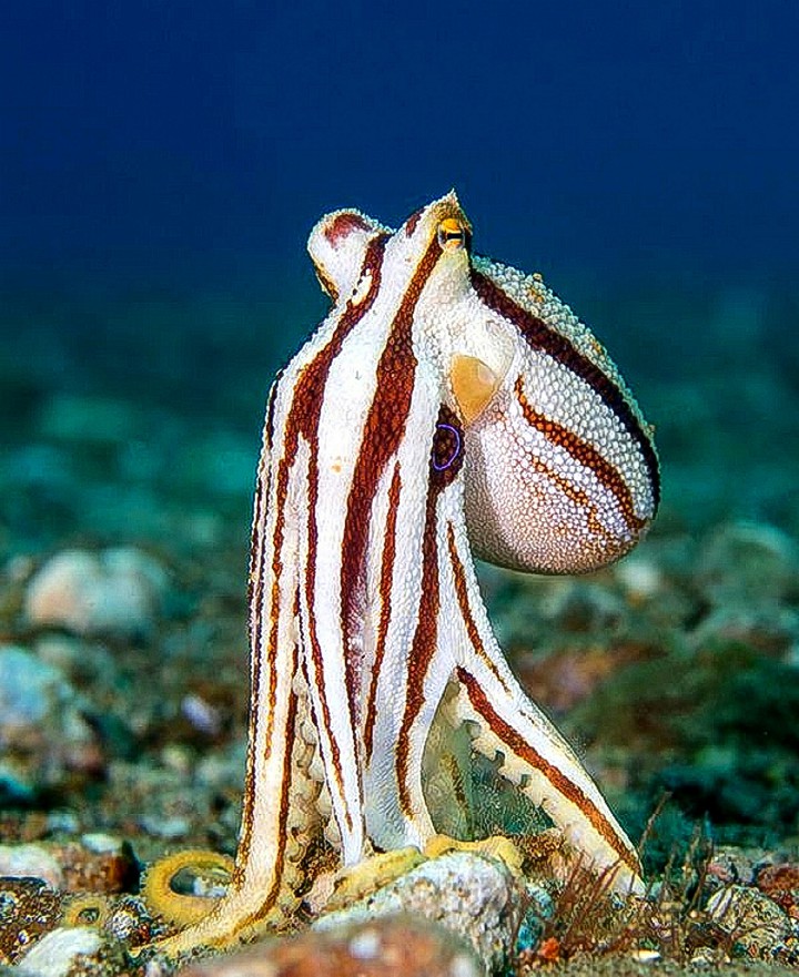 A Color Changing Octopus ?