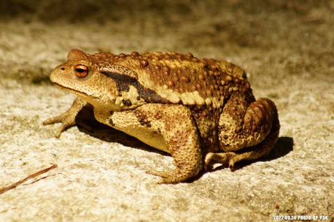 tapety anaxyrus, amphibian