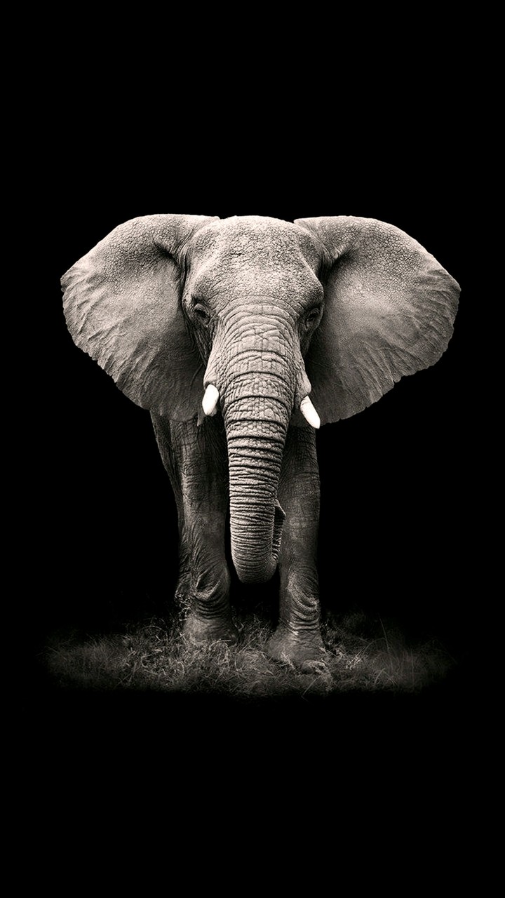 Elefant