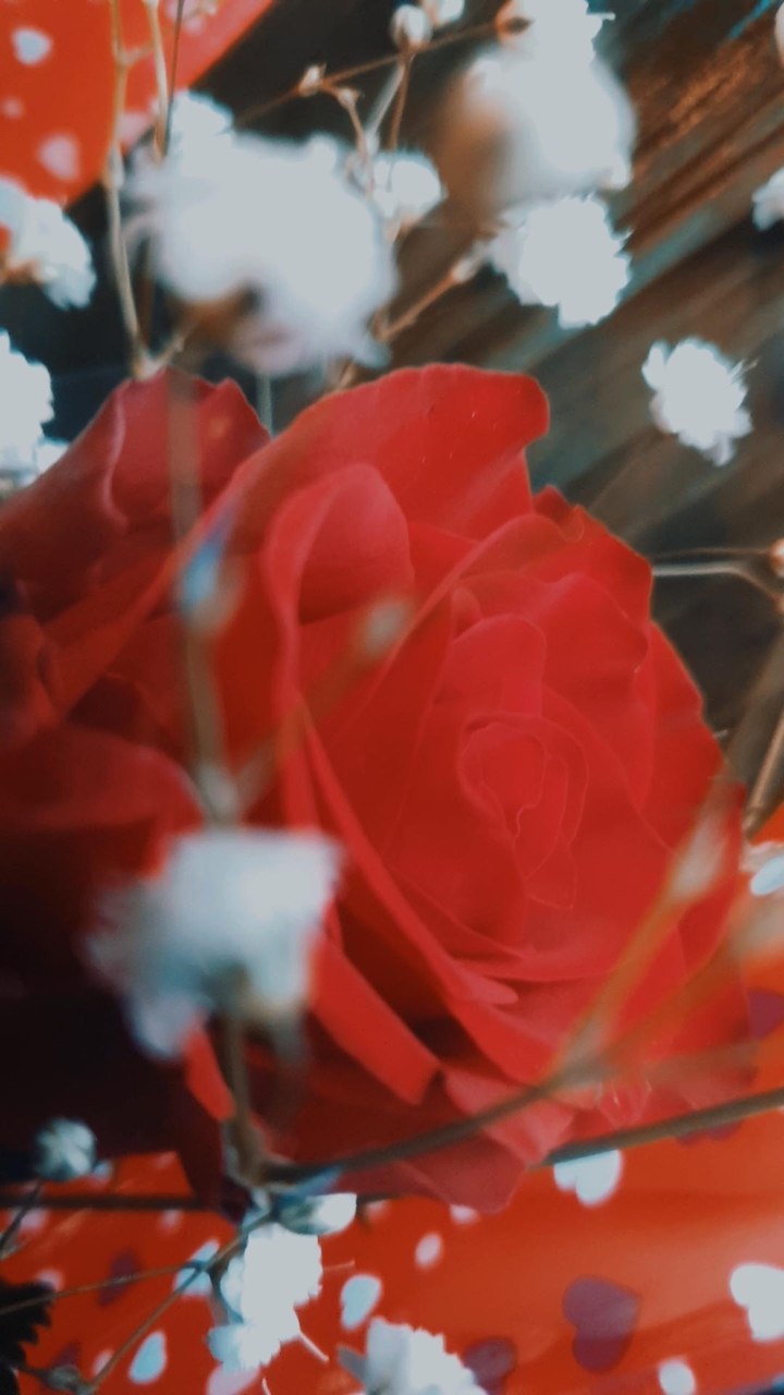 rosa rossa