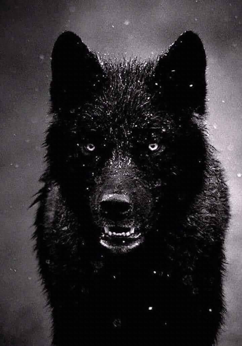 ταπετσαρίες mammal, Carnivore