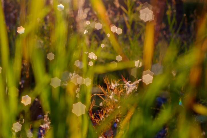 Morning stars