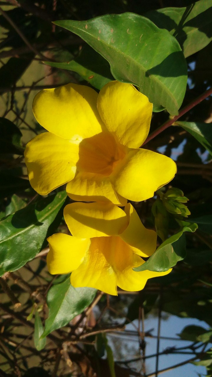 Yellow Flower