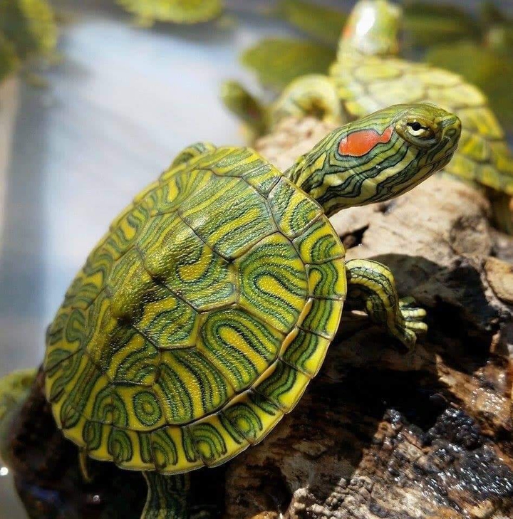 little ... Turtle...