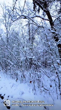 #forest #winter #beautiful #reels #snowday #walk