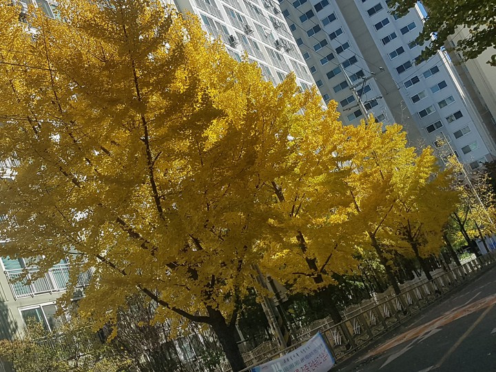 도시의 가을