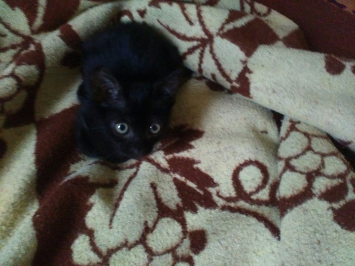 Bubu the black kitten