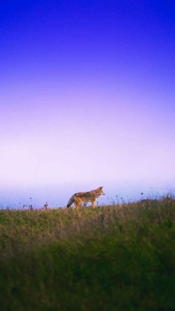 roaming