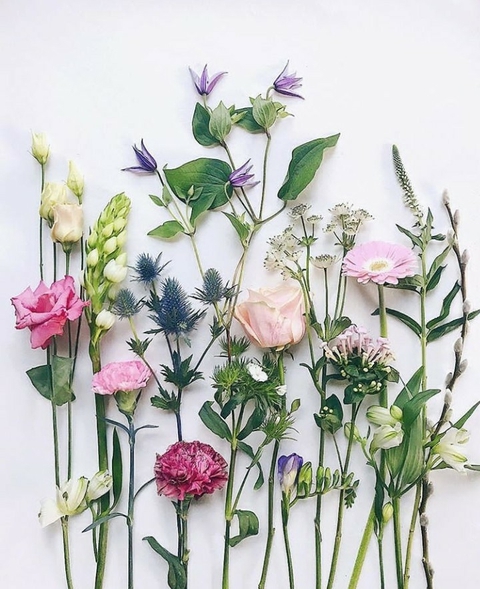 sfondi Bouquet, botany