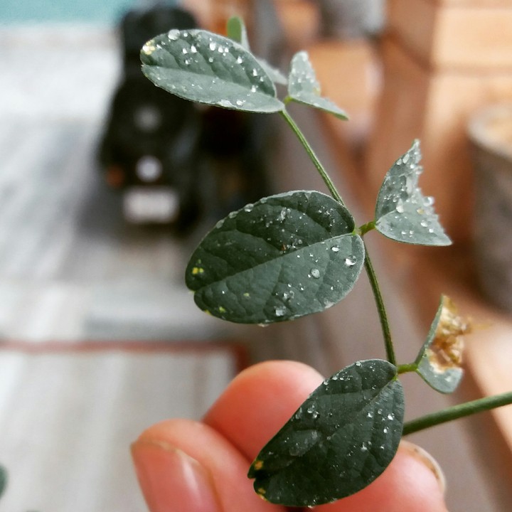 leaf raindrops