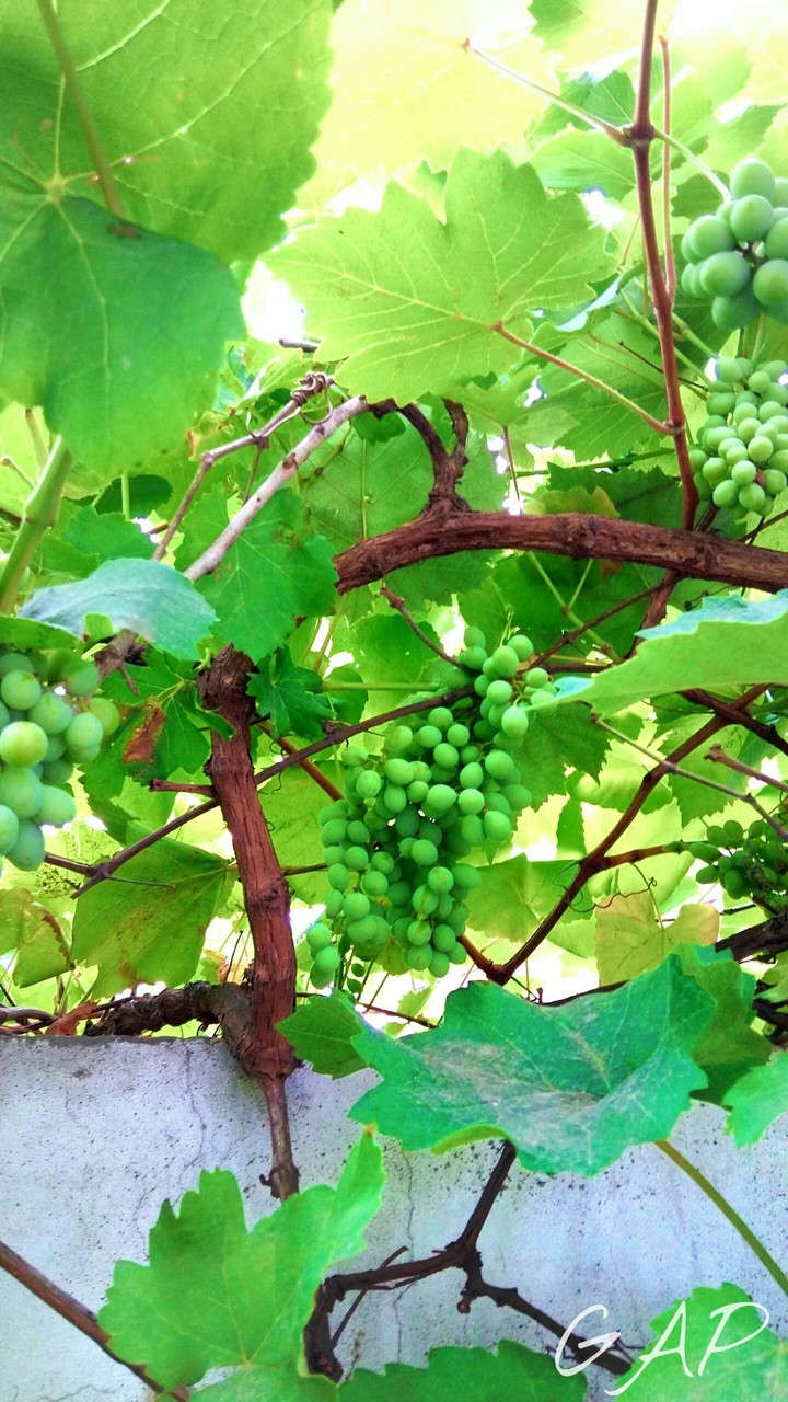 greenery