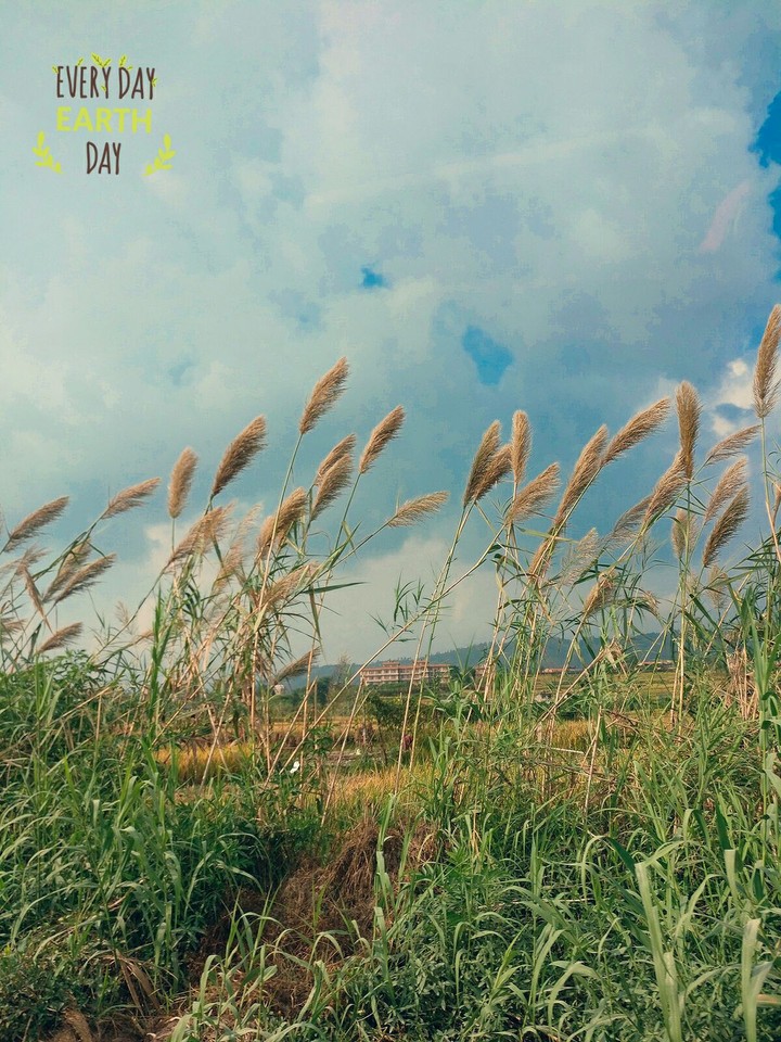The Field
