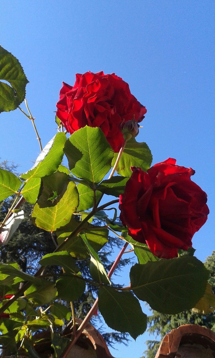 red rose