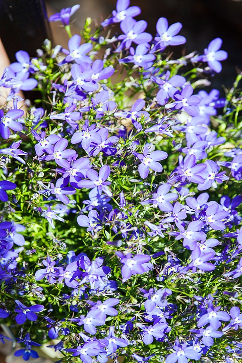 Were full of purple flowers