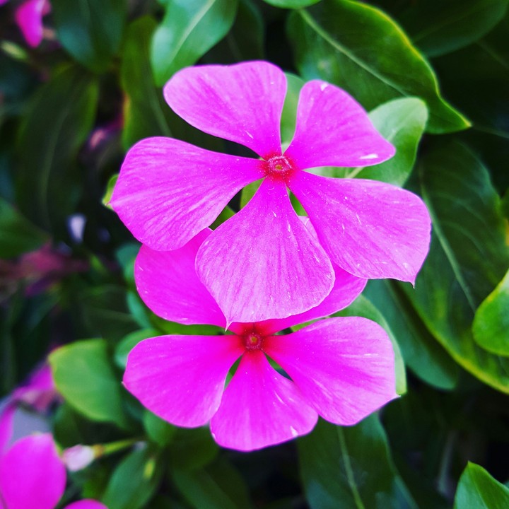 Flowers.