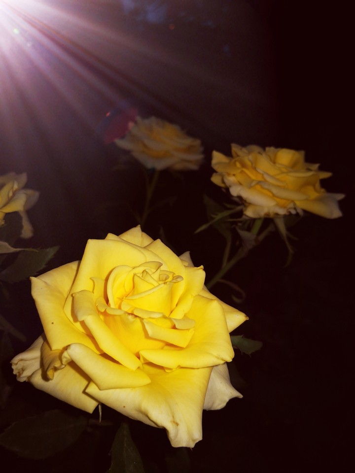 rose