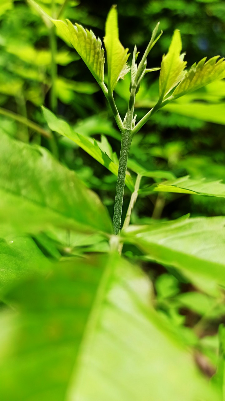 nature