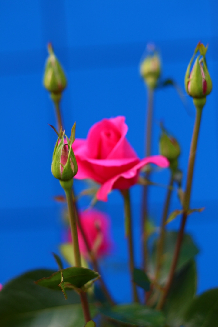 memory... #flora