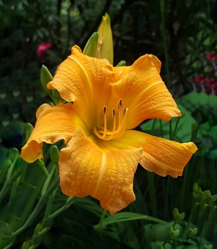 lilium