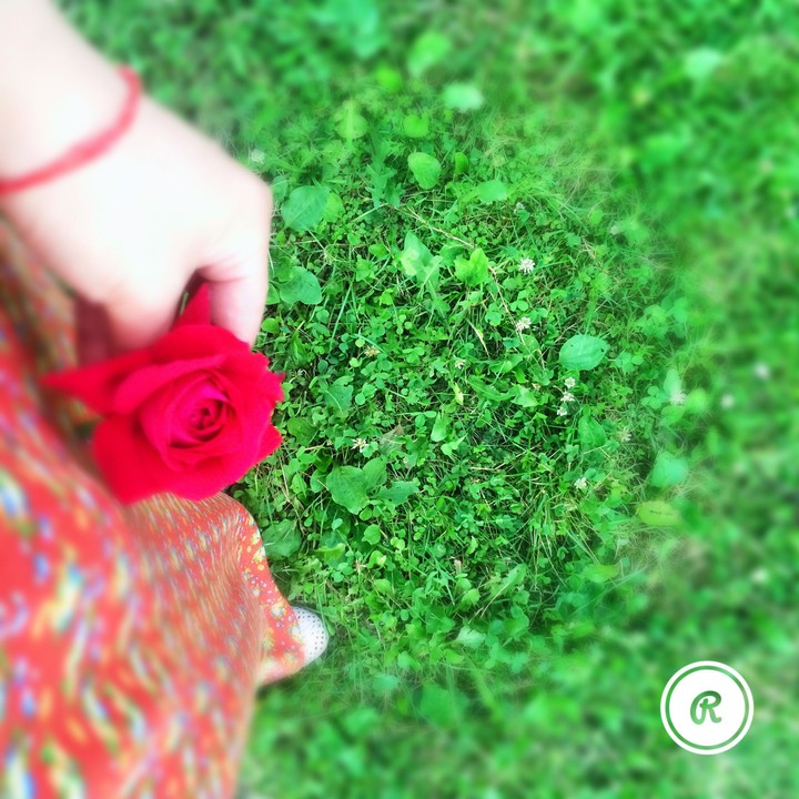 rose