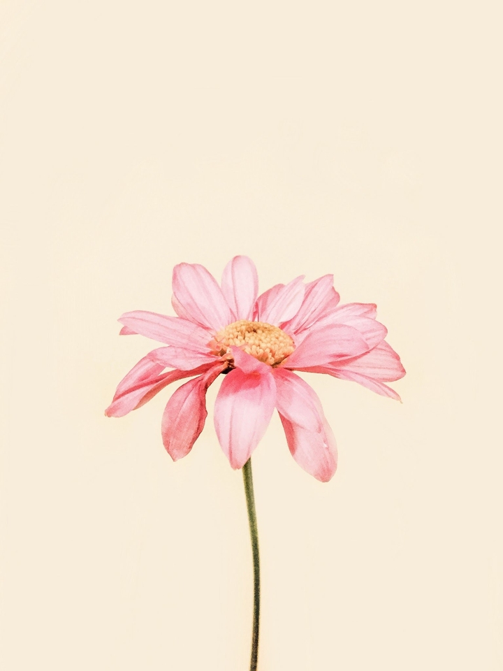 flower.