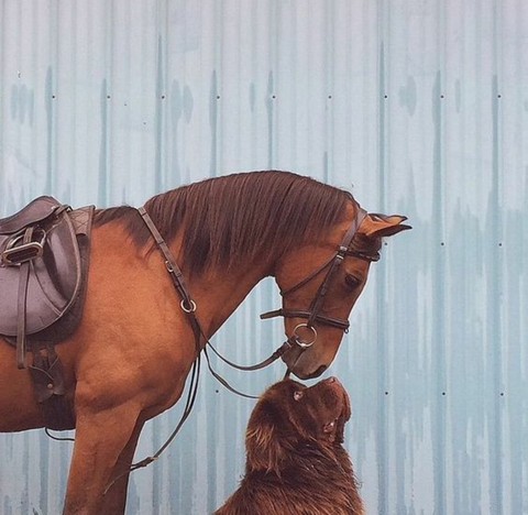 Saddle, mane वॉलपेपर