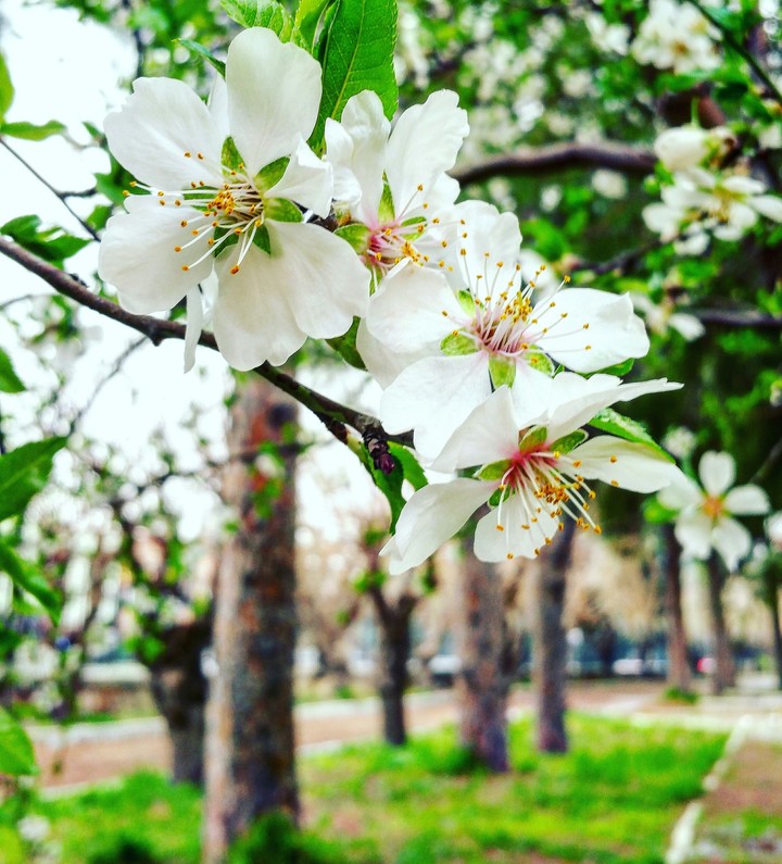 The Beauty of My School
