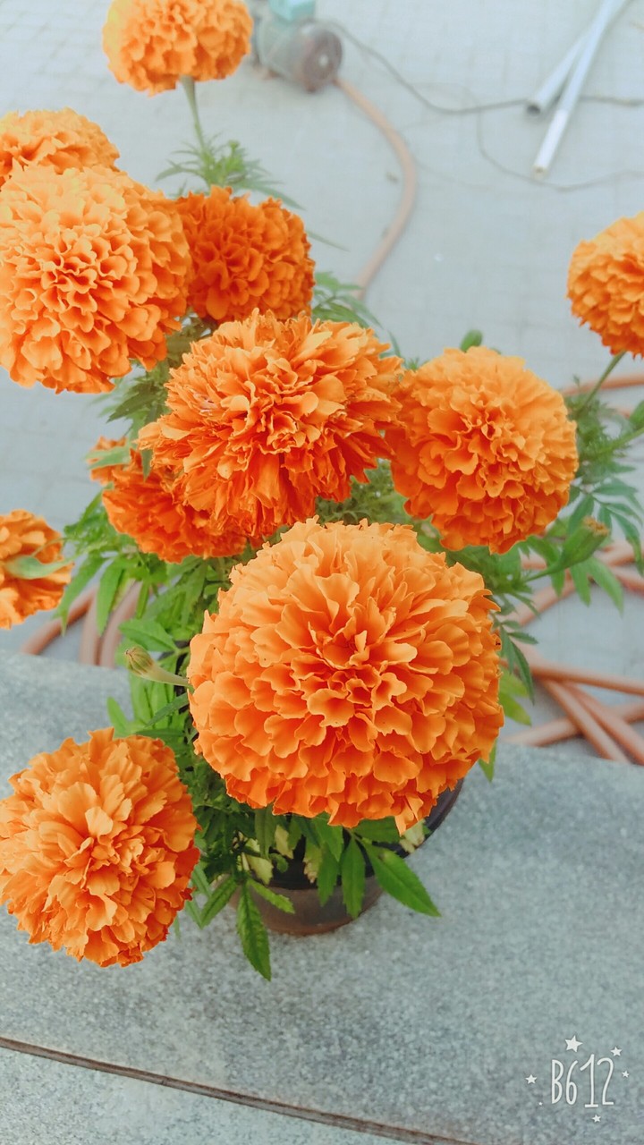 orange flower