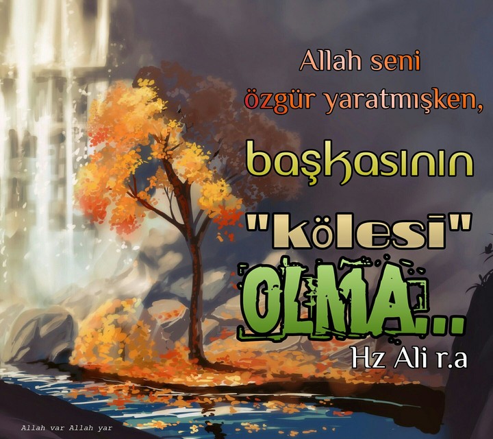 Hz Ali