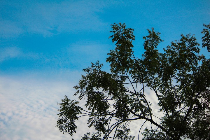the sky and tree