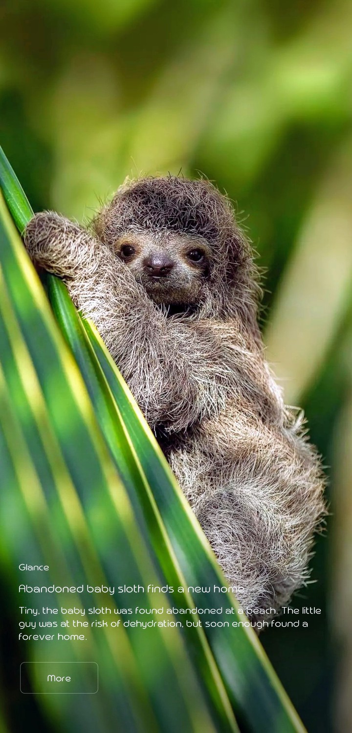 baby sloth