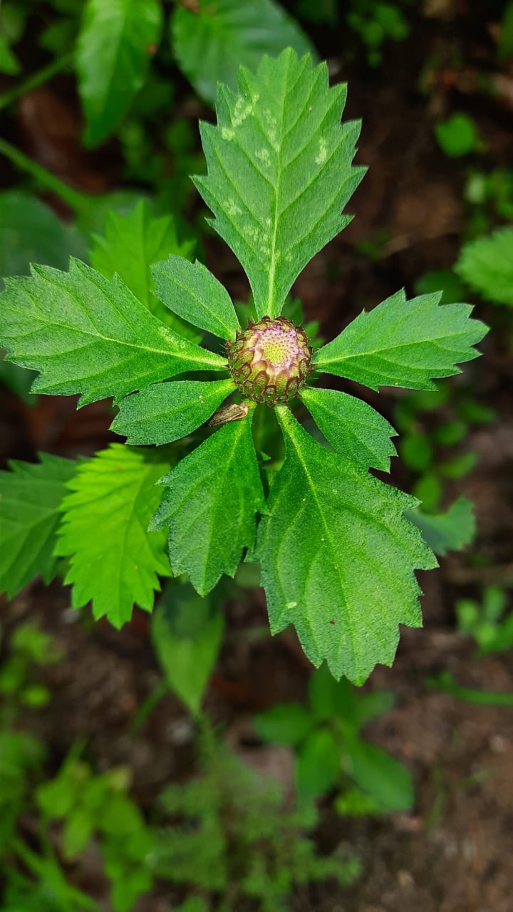 greeny bud
