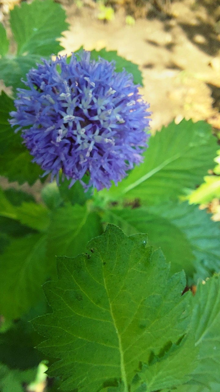 Tiny flower