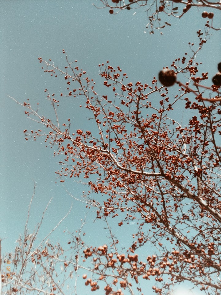 Delicacies of winter
