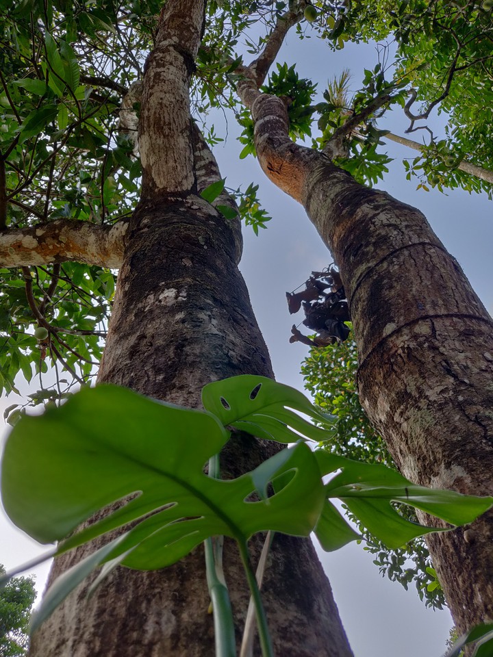 twin_trees