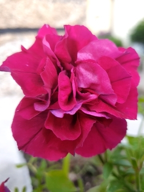 Lovely