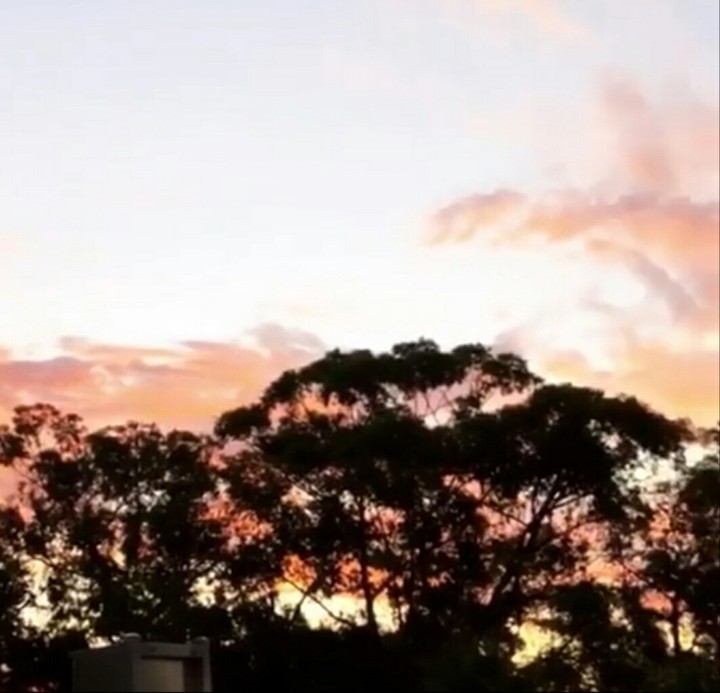 sunset with trees
