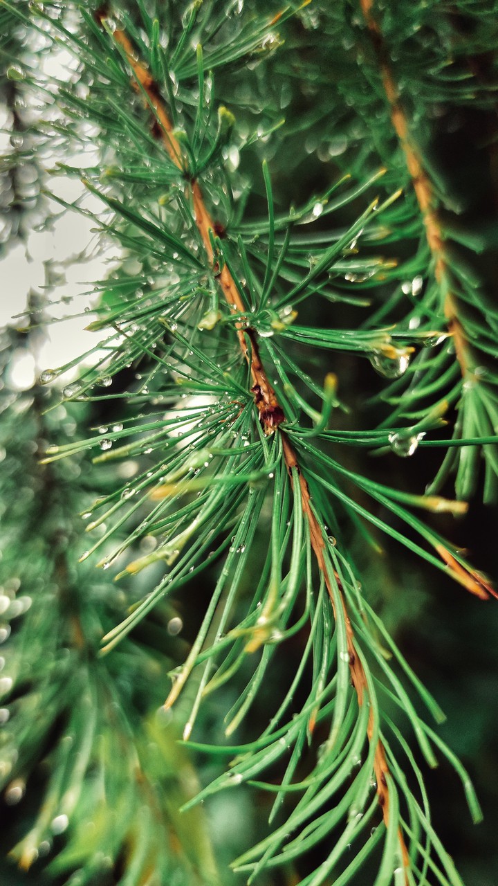 Raindrops on fir needles