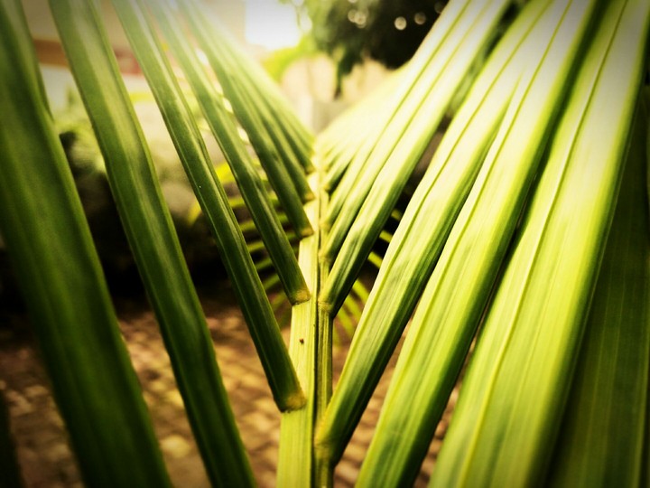 palm leaves