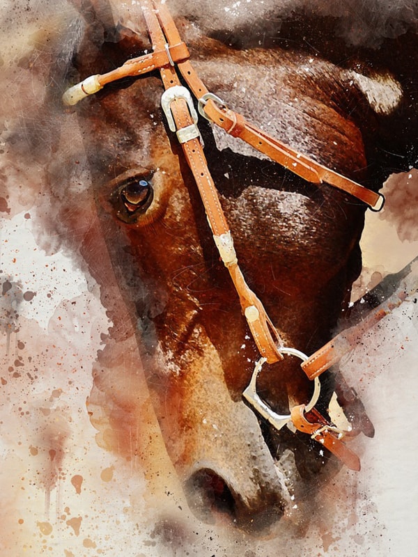 Beautiful Horse