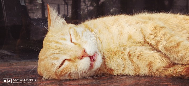 sleeping cat