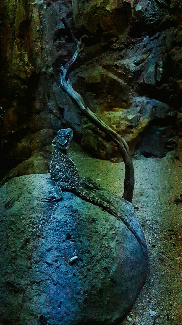 Bearded Dragon