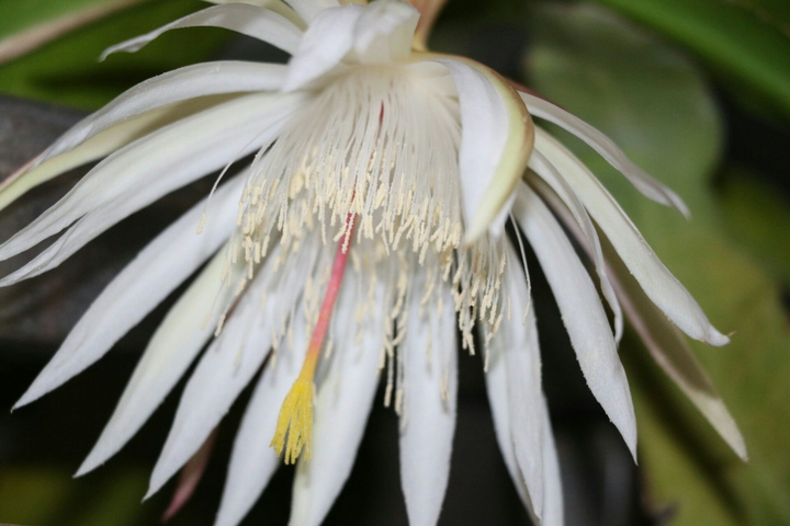 white ephypillum