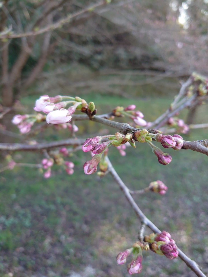 桜