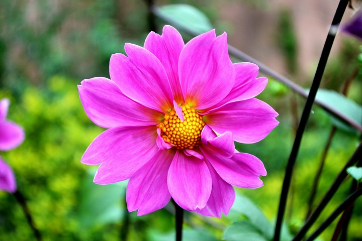 pinky flower