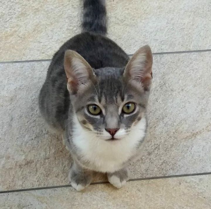 cute kitten