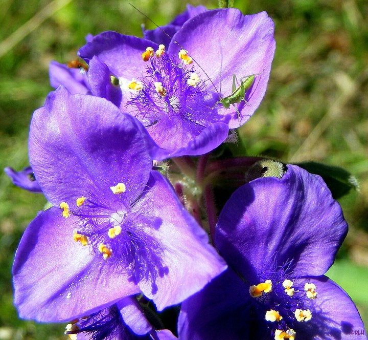 katydid nymph on wild flowers