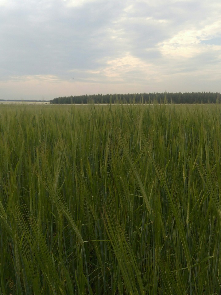 поле