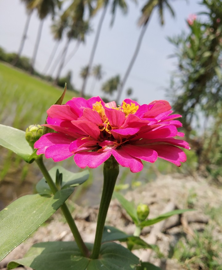 pinky flower