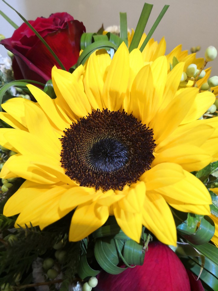 sunflower